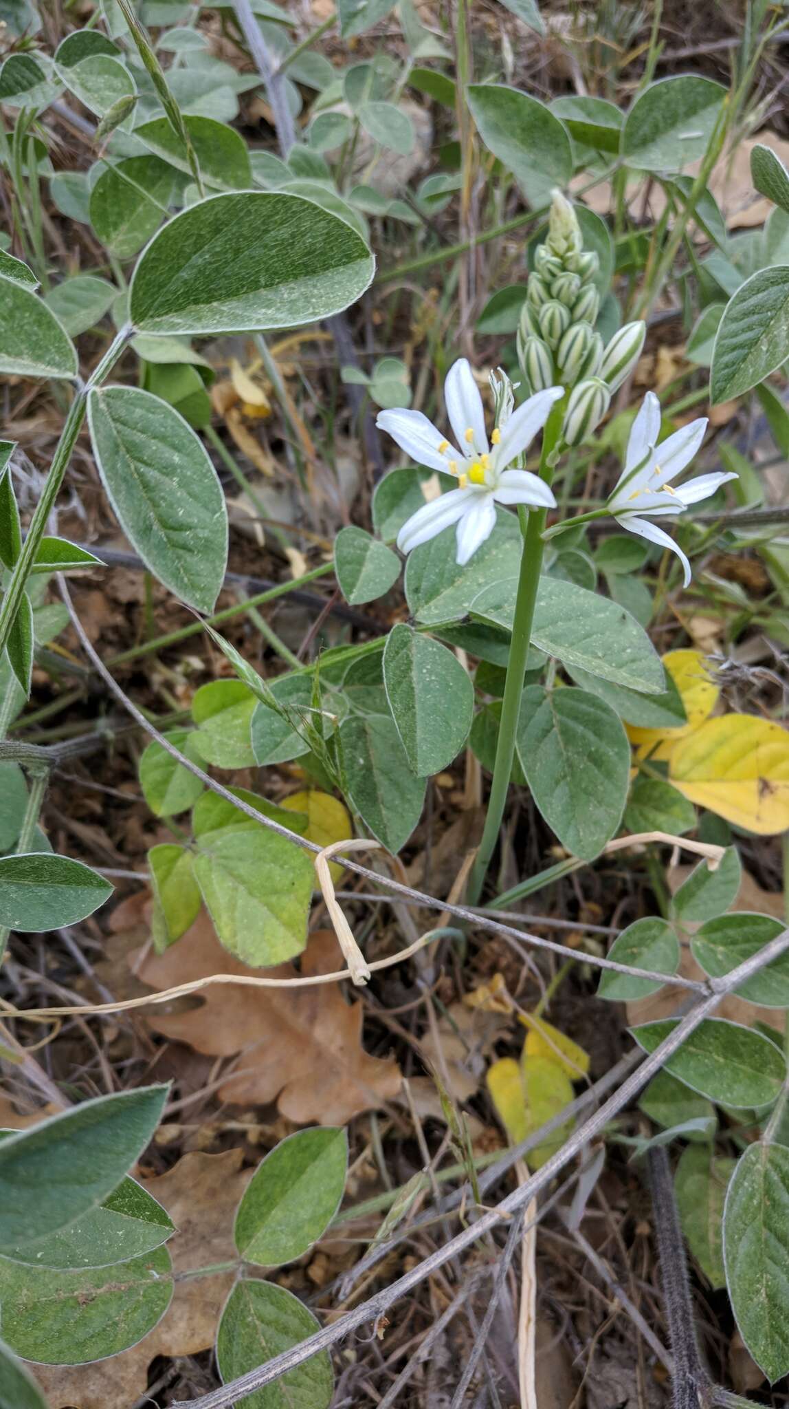 Image of Ornithogalum ponticum Zahar.