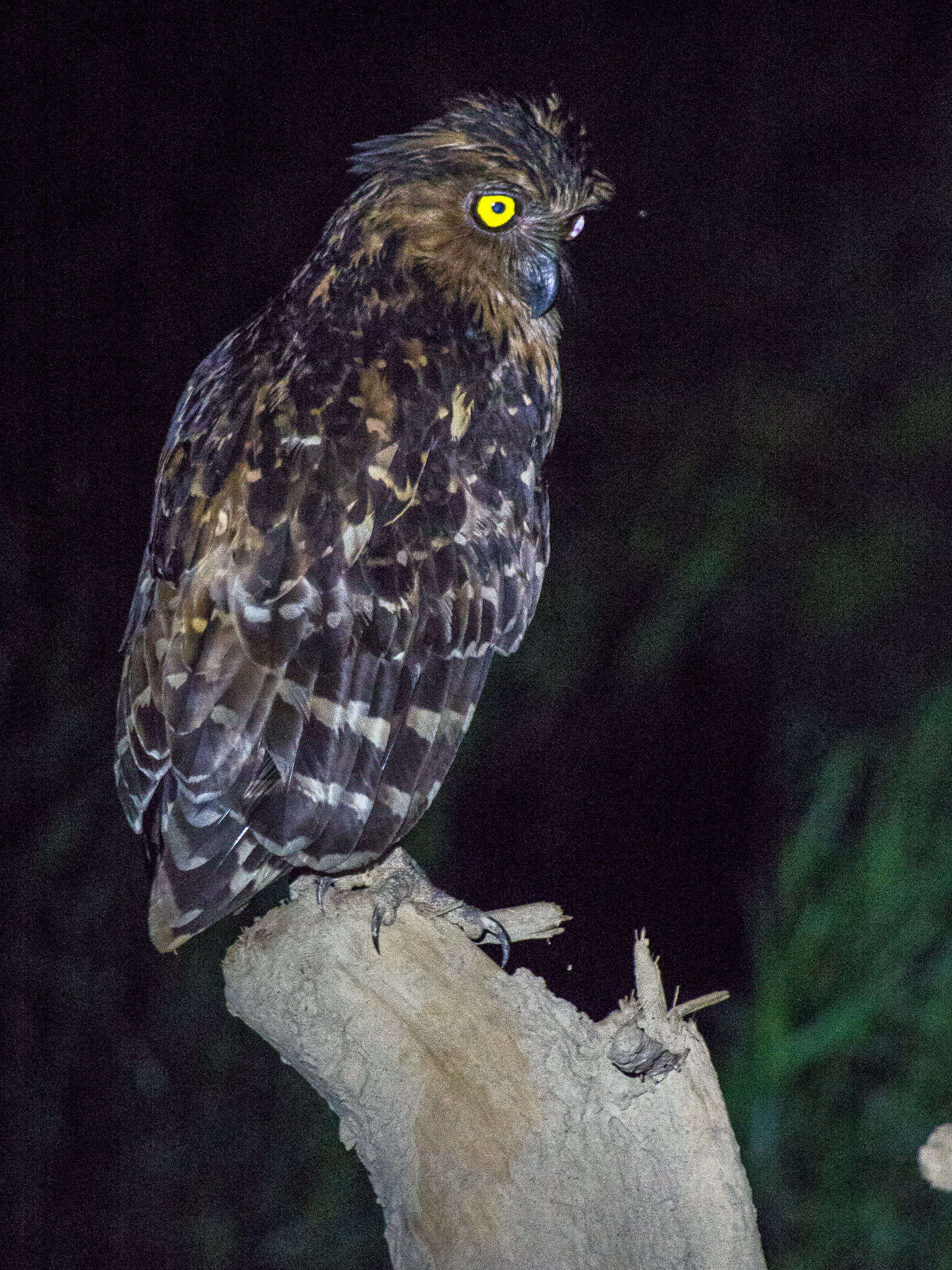 Image of Buffy Fish Owl