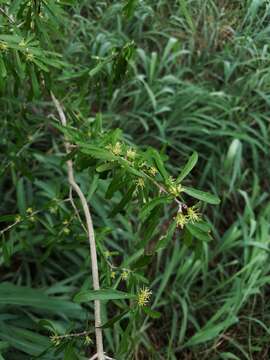 Forestiera angustifolia Torr. resmi