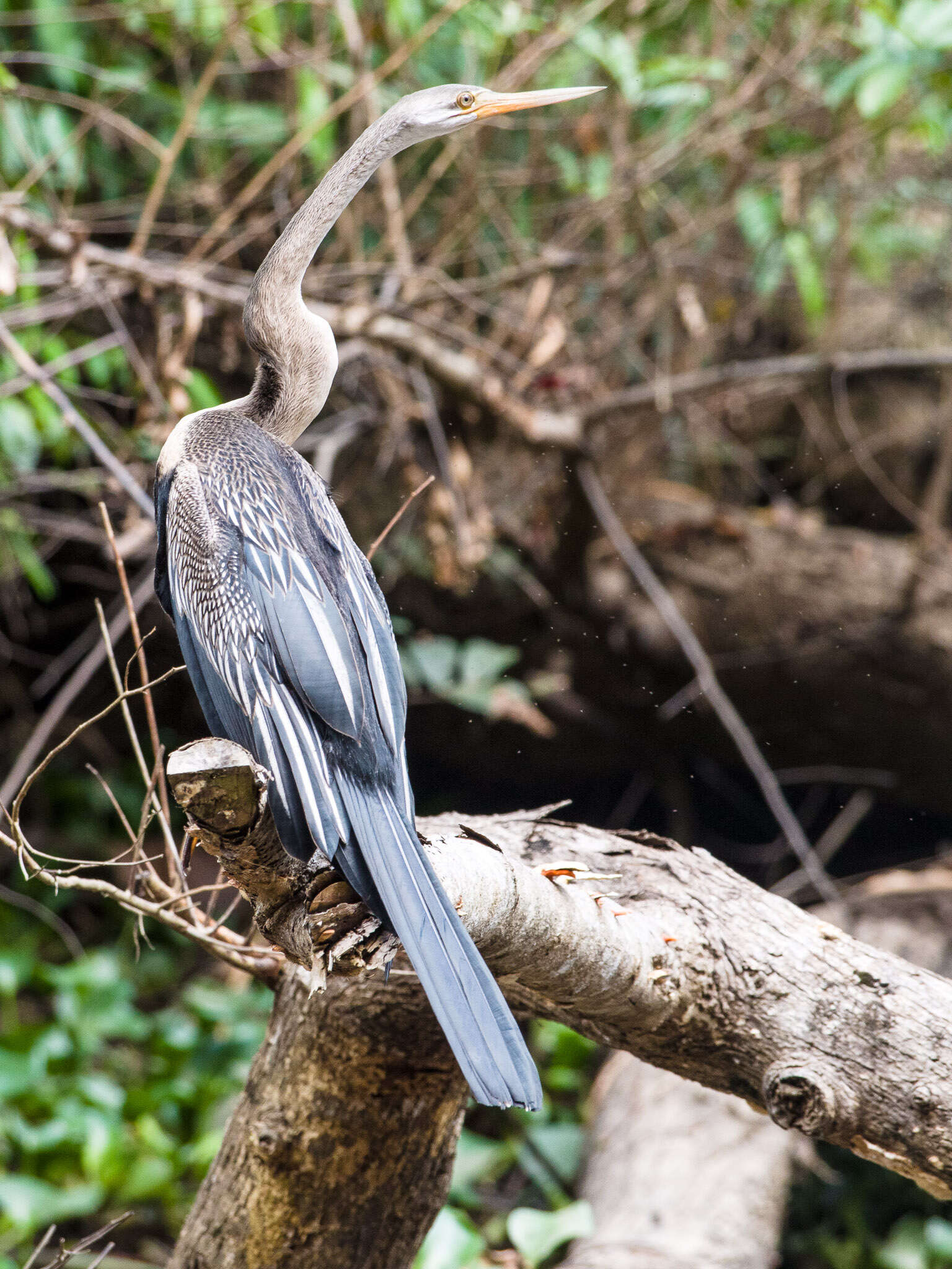 Image of Oriental Darter