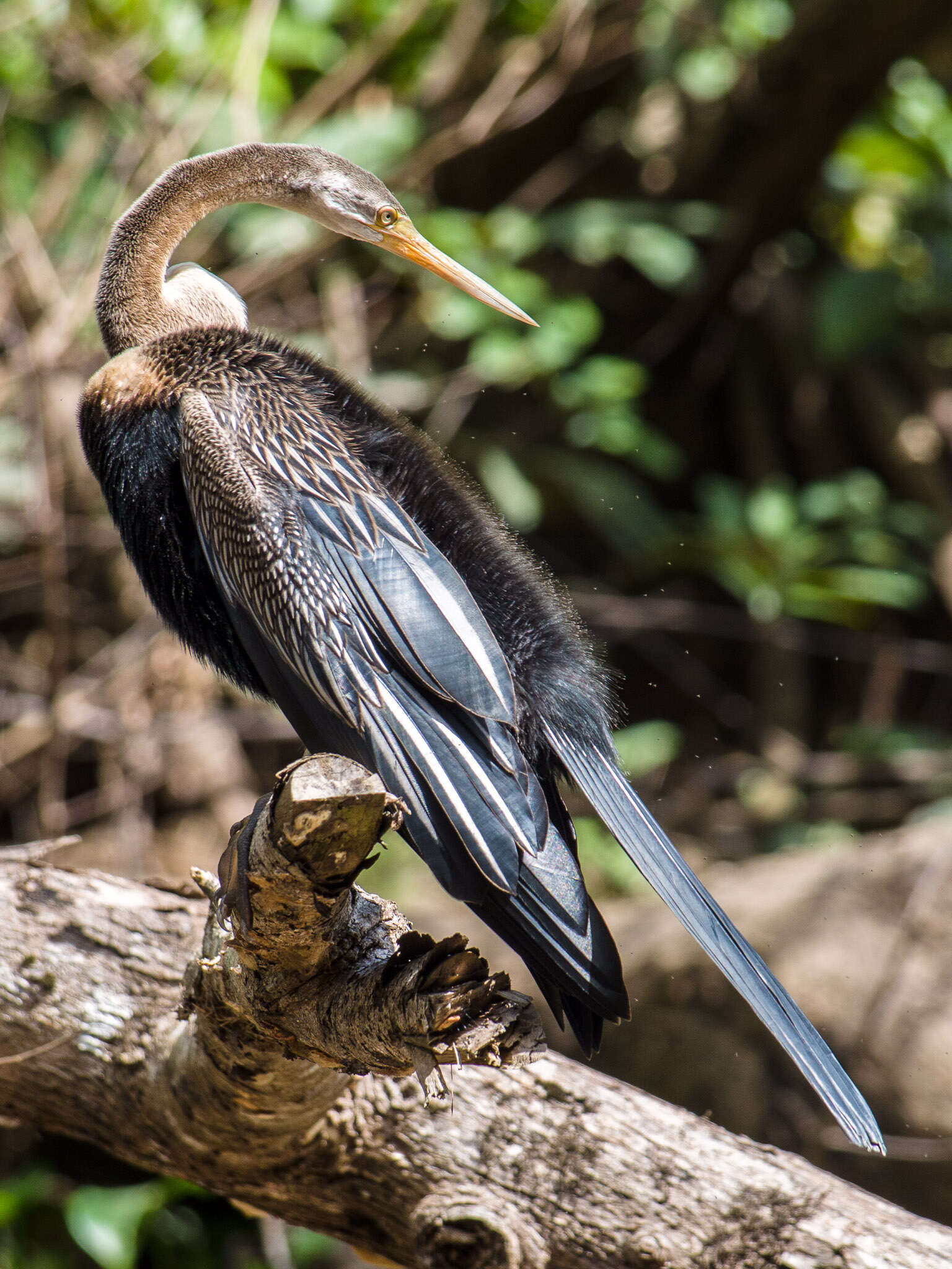 Image of Oriental Darter