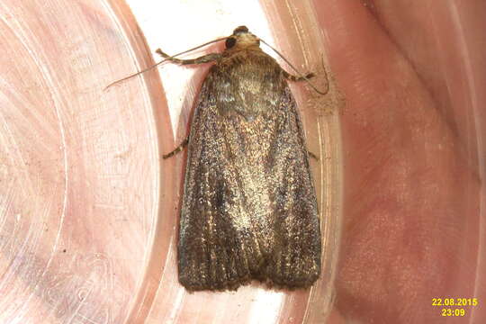 Image of mouse moth