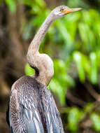 Image of Oriental Darter