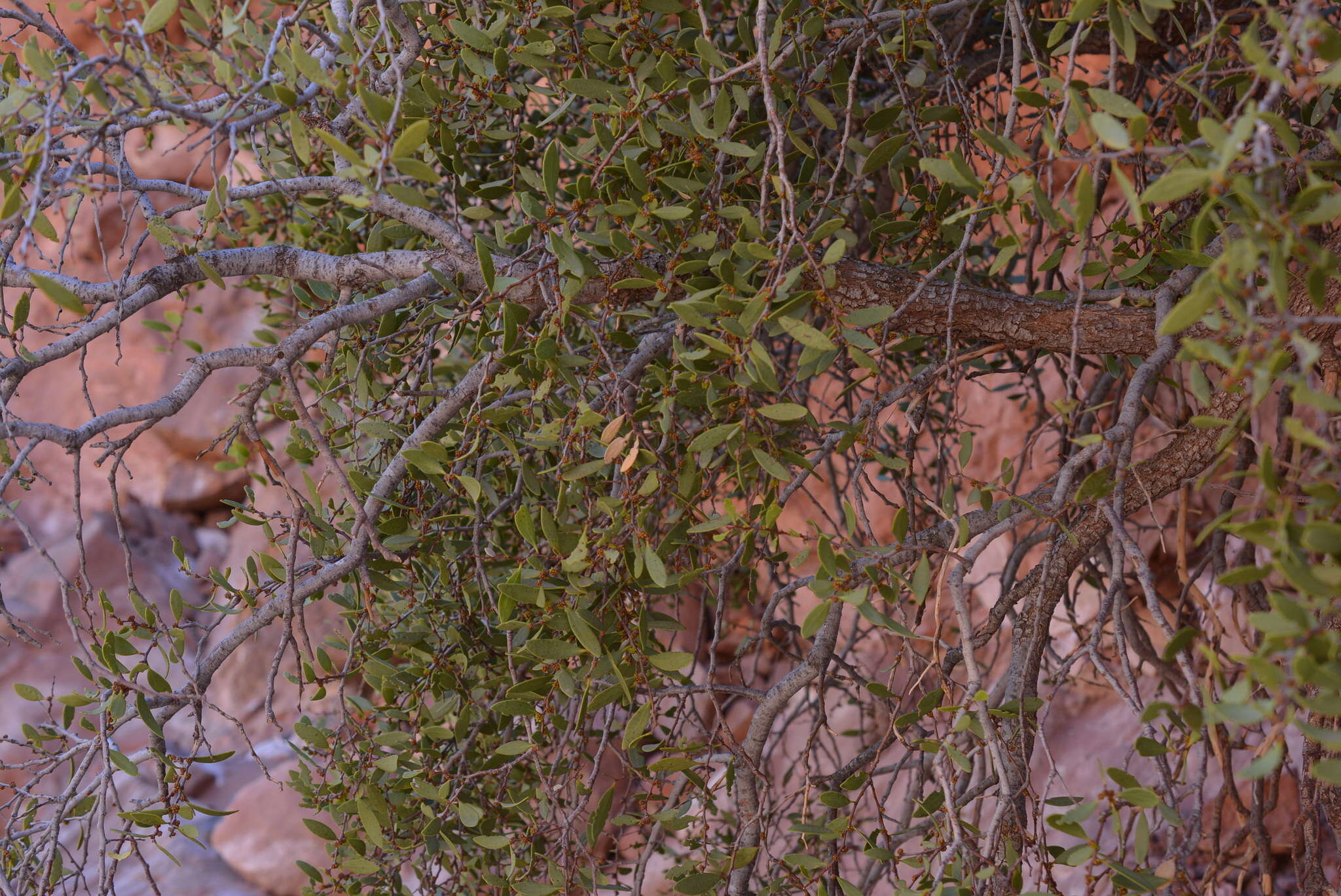 Image of Tricerma viscifolium (Griseb.) Lundell