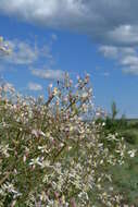 Imagem de Clematis lathyrifolia Bess. ex Reichb.