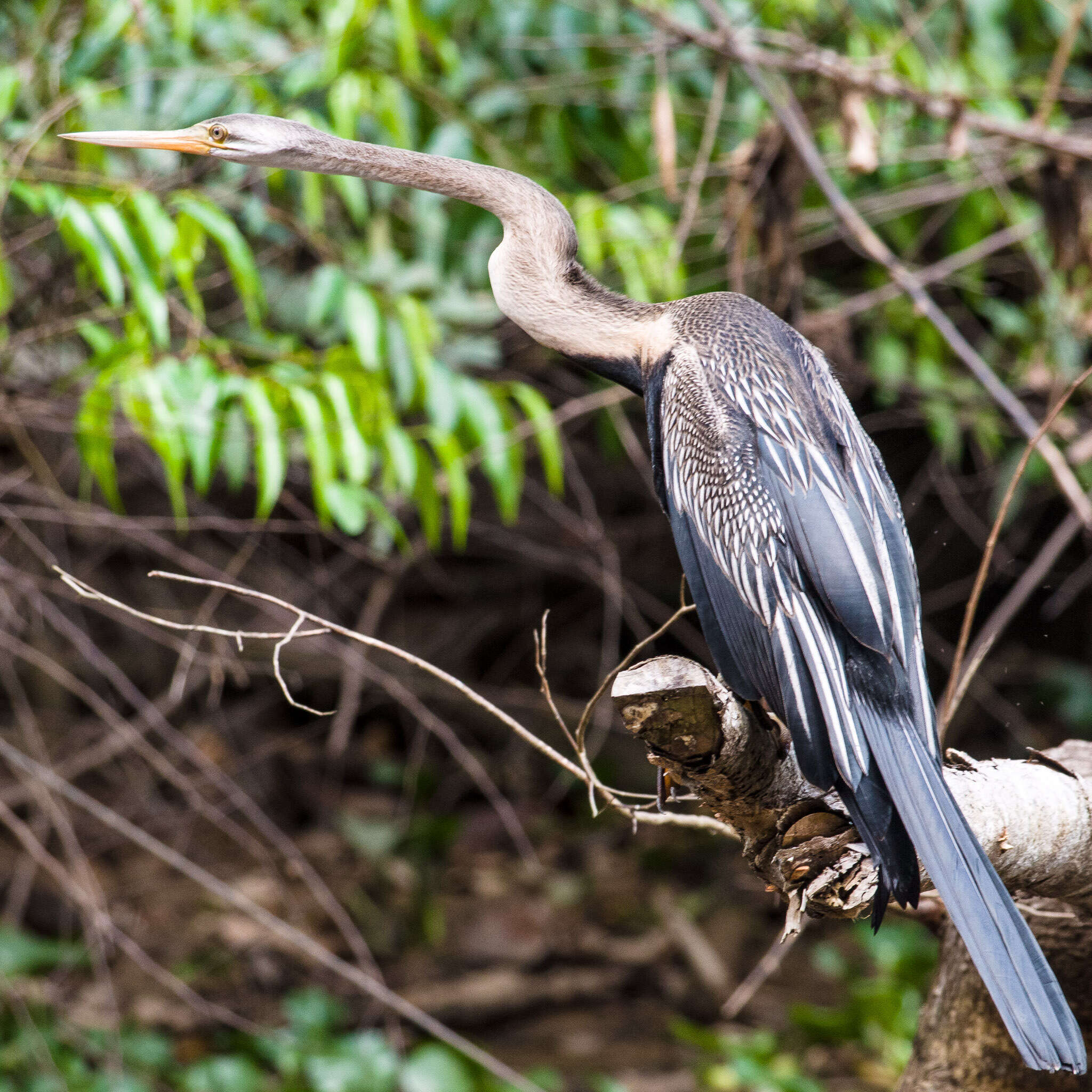 Image of Oriental Darter