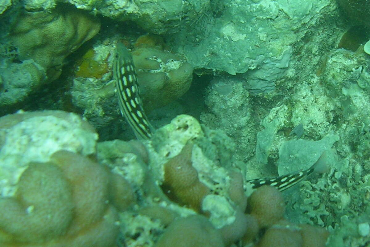 Image of Checkered Seaperch