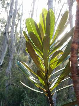 Image of Telopea truncata (Labill.) R. Br.