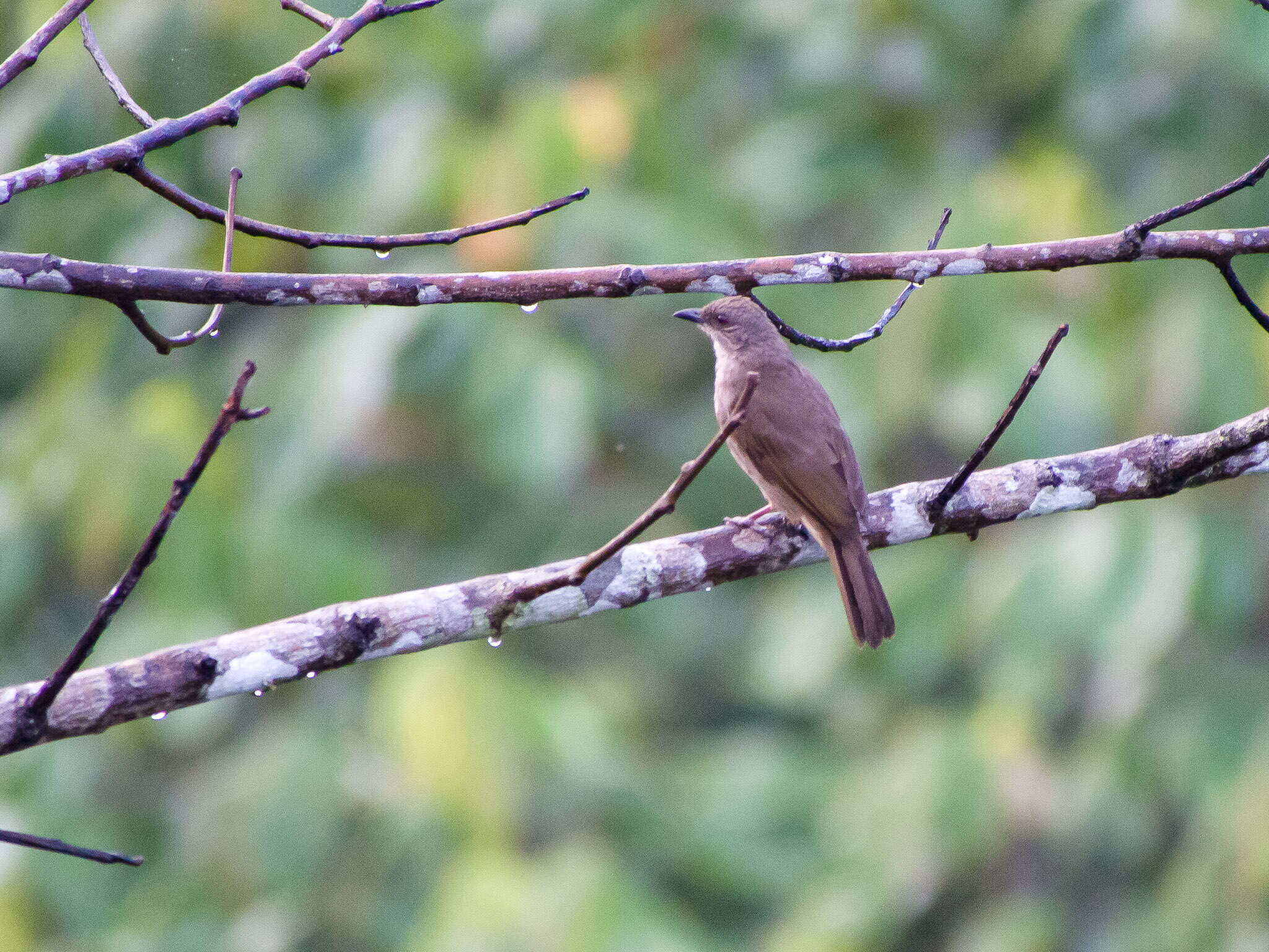 Image of Cream-vented Bulbul