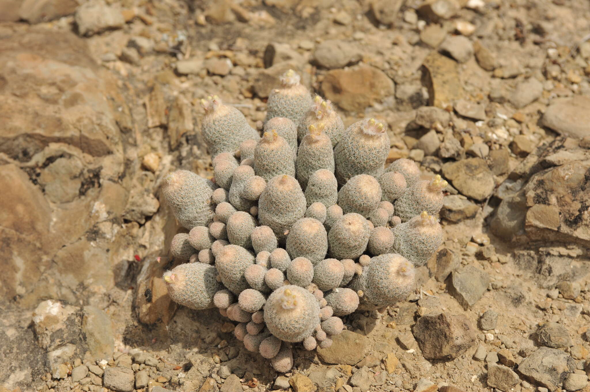 Image of Epithelantha greggii subsp. polycephala