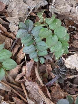 Image of Greek valerian