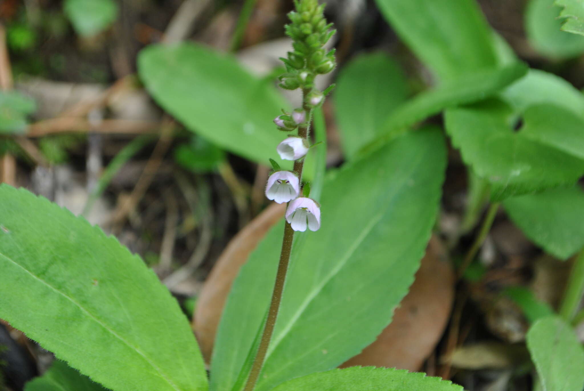 Plancia ëd Veronica piroliformis Franch.