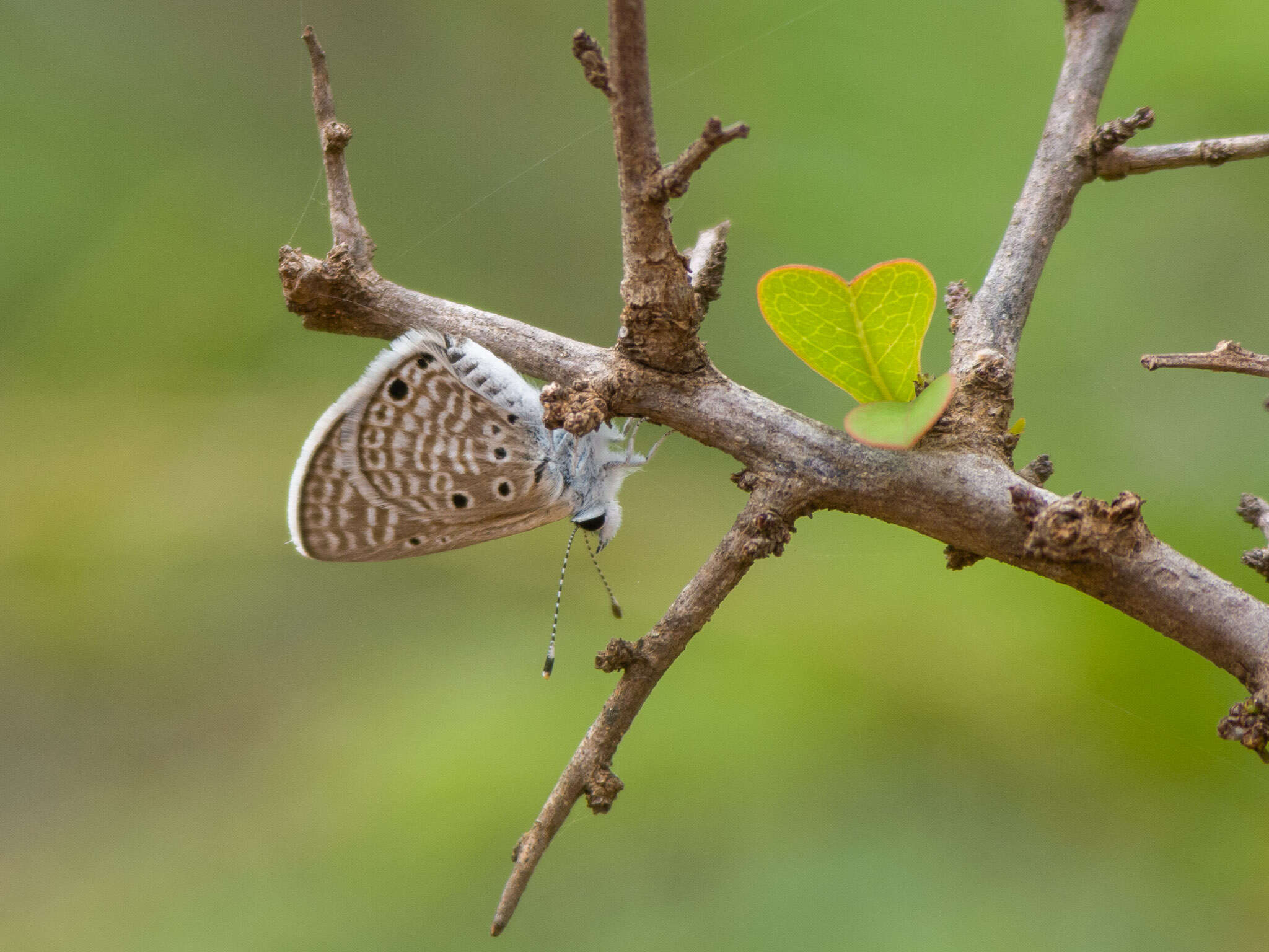 Image of Bright Babul Blue