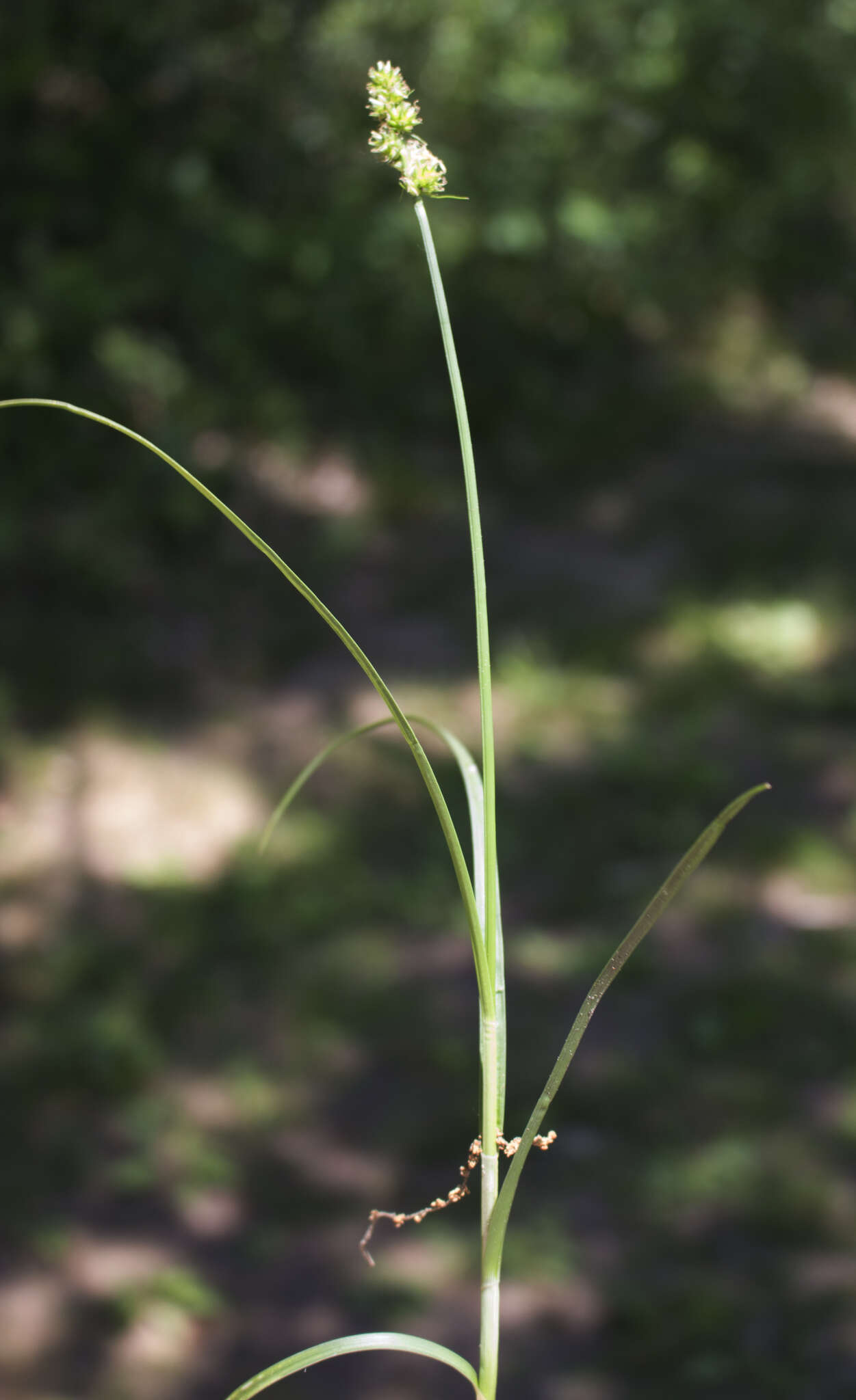 Image of Muhlenberg's sedge