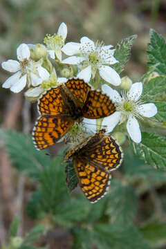 Image of Melitaea celadussa Fruhstorfer 1910