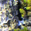 Image of rinodina lichen