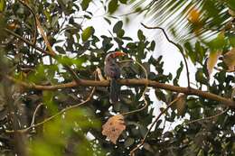 Image of Malabar Grey Hornbill