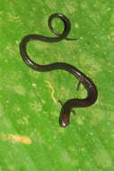 Image of Honduran Lowland Worm Salamander