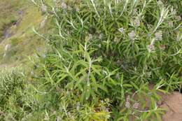 Image of Buddleja loricata Leeuwenberg