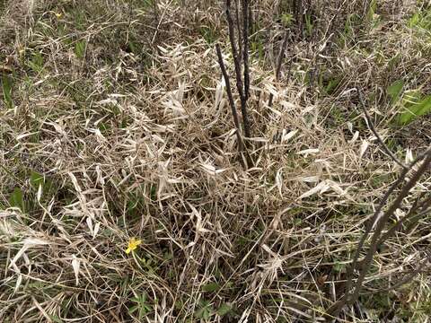 Image of Short-Leaf Skeleton Grass