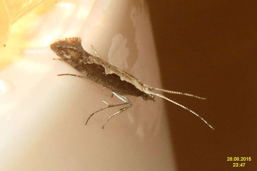 صورة Plutella xylostella Linnaeus 1767