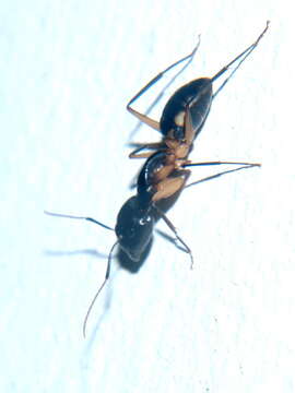 Image of Camponotus sexpunctatus Forel 1894