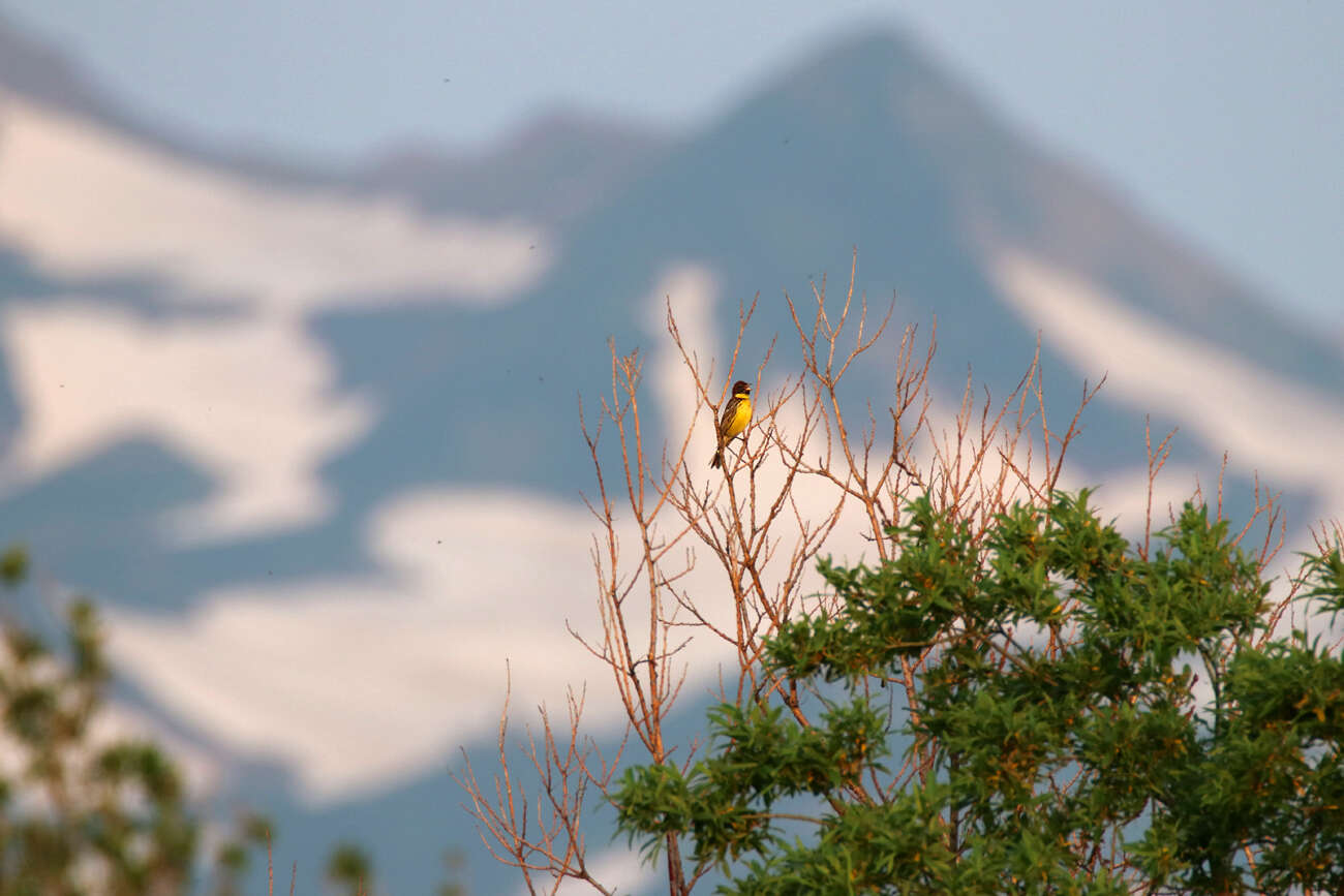 Image of Yellow-breasted Bunting