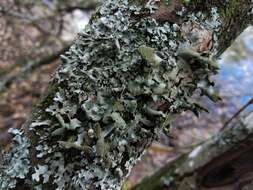 Image of Hypotrachyna lichen