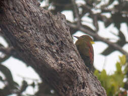 Image of Picus mentalis