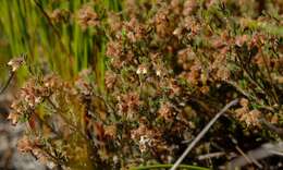 Image of Erica arachnocalyx E. G. H. Oliver