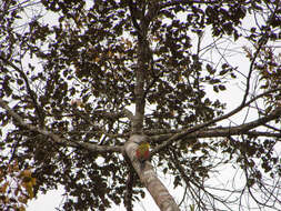 Image of Picus mentalis