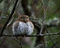 Image of Glaucidium gnoma swarthi Grinnell 1913