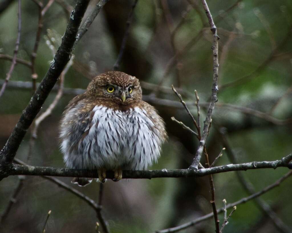 Image of Glaucidium gnoma swarthi Grinnell 1913