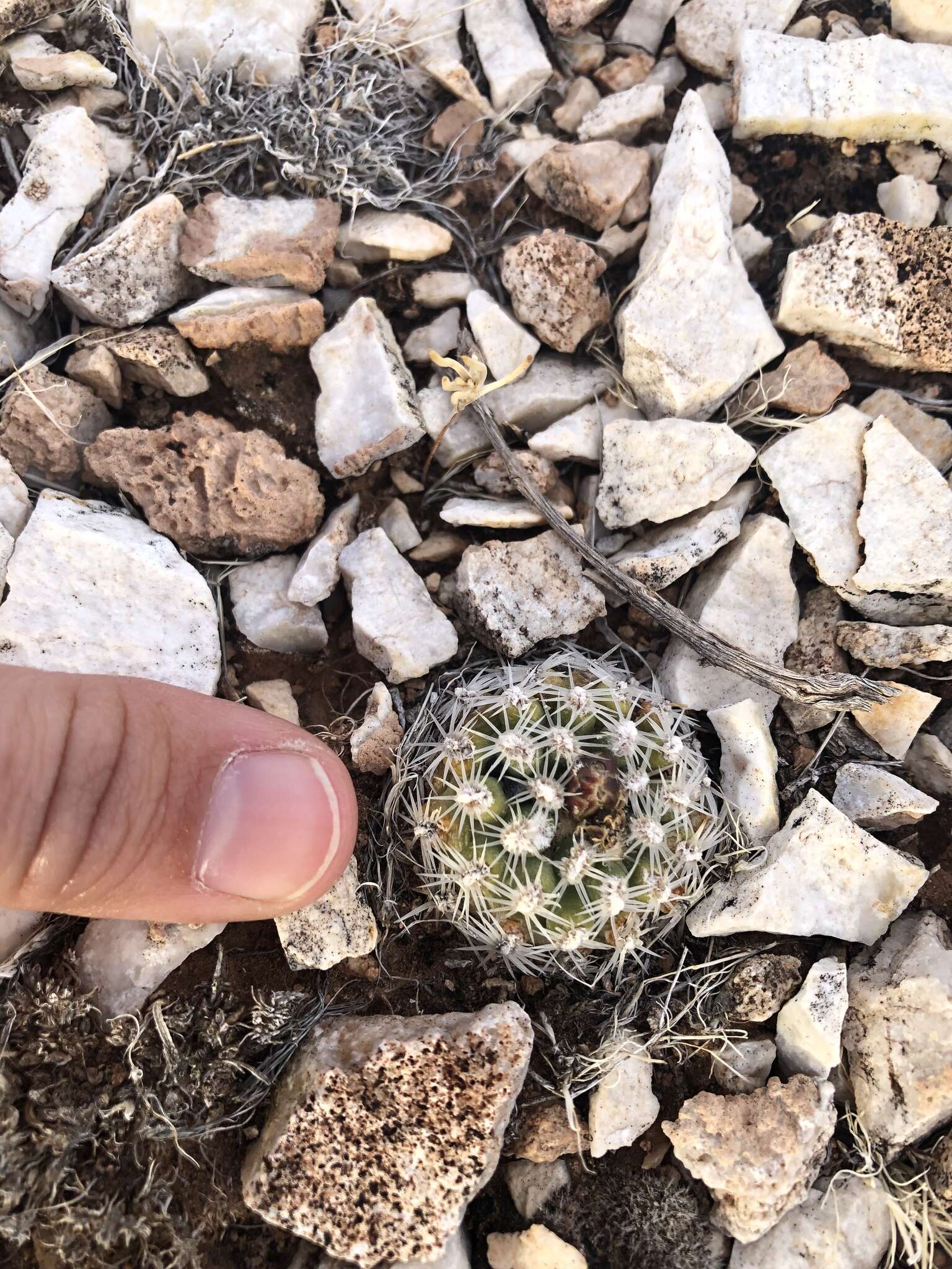 Image of Brady's Hedgehog Cactus