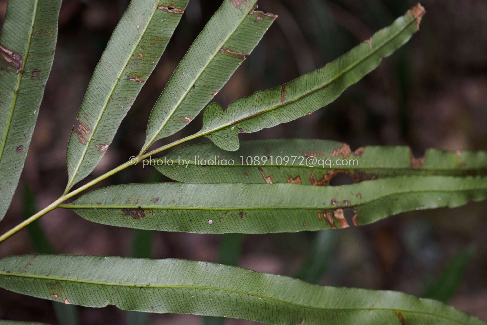 Image of Plenasium vachellii (Hook.) Presl