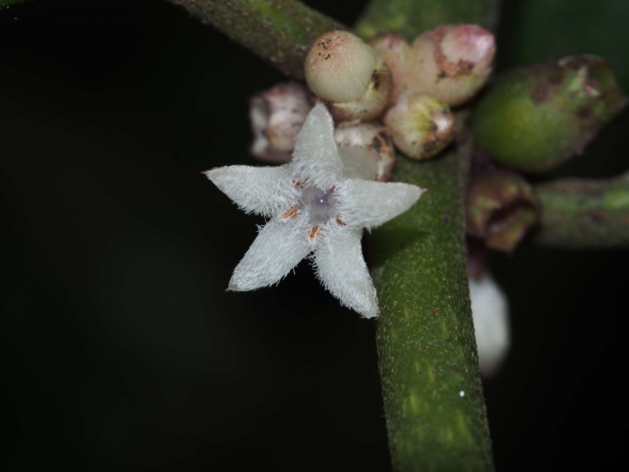 Lasianthus verticillatus (Lour.) Merr. resmi