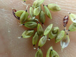 Image of Lesser Black-Scale Sedge