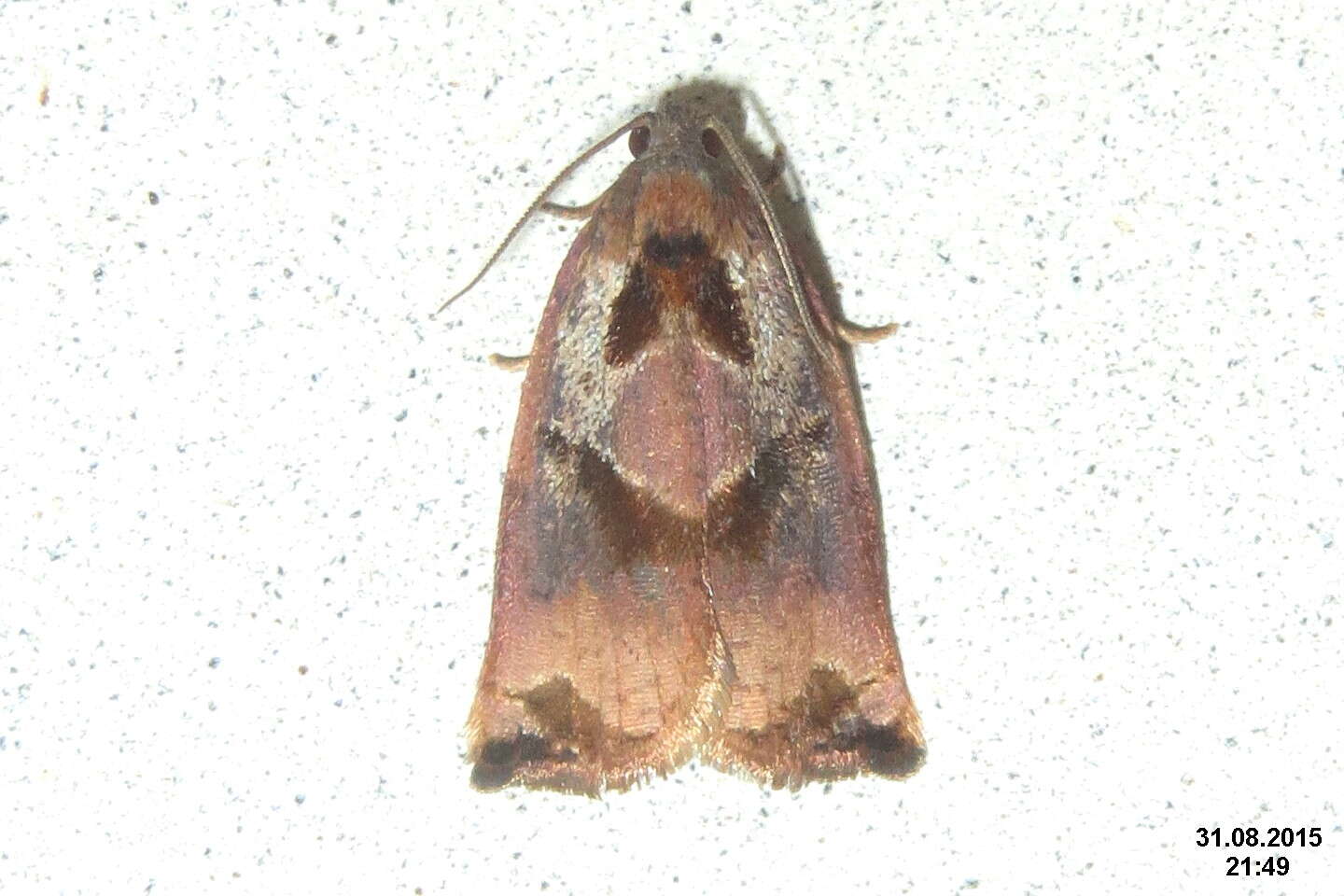 Image of barred fruit-tree tortrix