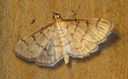 Herpetogramma theseusalis Walker 1859 resmi