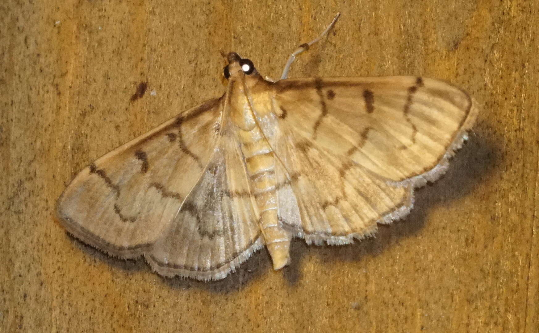 Herpetogramma theseusalis Walker 1859 resmi