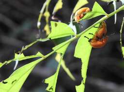 Sivun <i>Podontia lutea</i> kuva