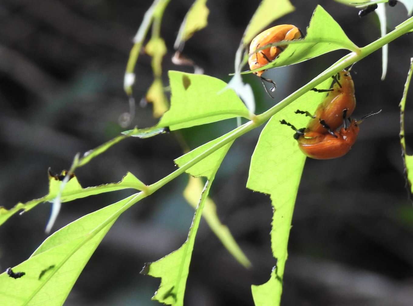 Imagem de <i>Podontia lutea</i>