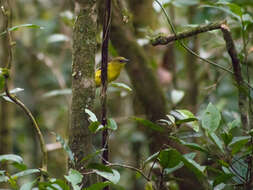 صورة Pachycephala hypoxantha (Sharpe 1887)