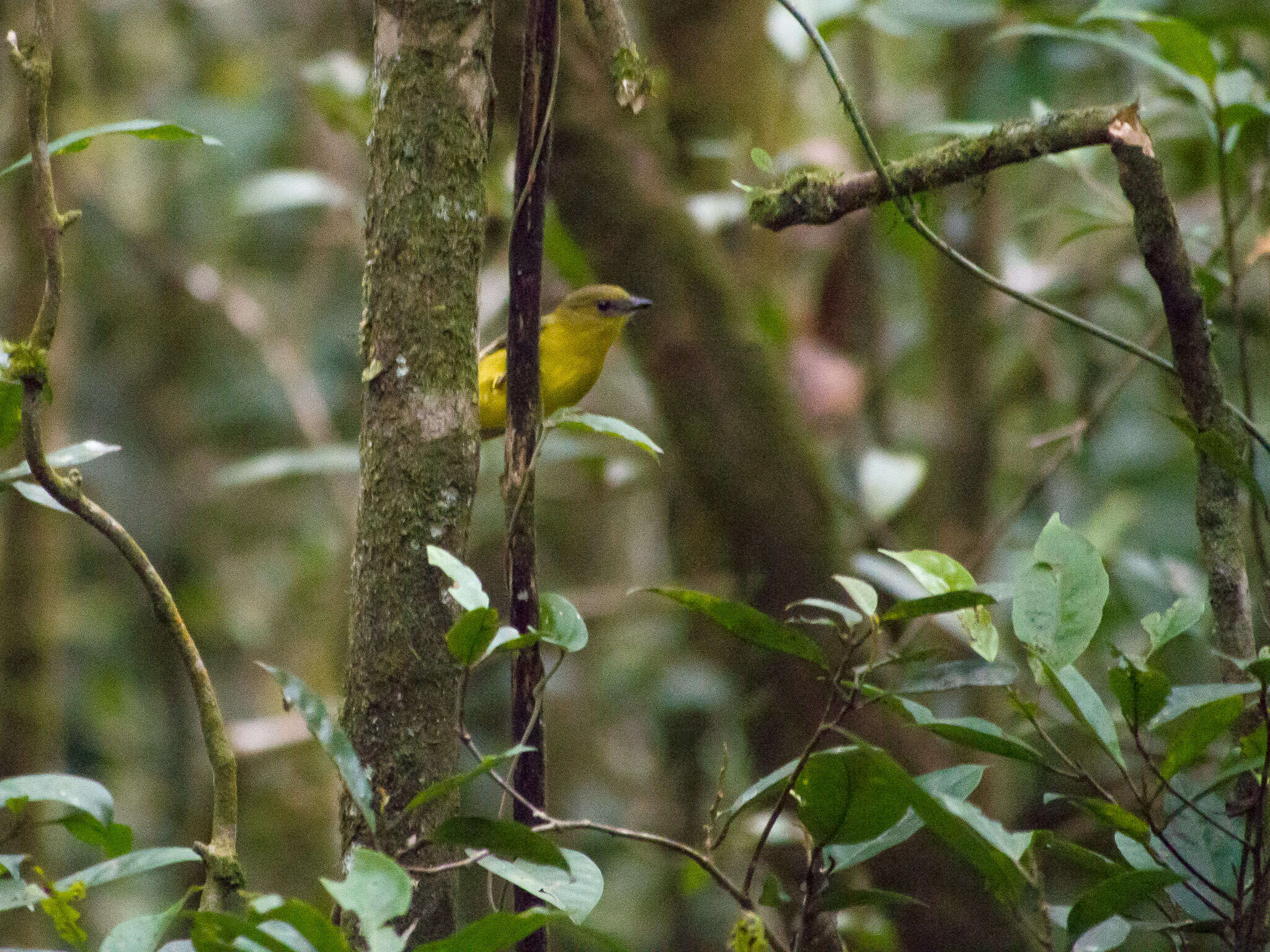 Imagem de Pachycephala hypoxantha (Sharpe 1887)