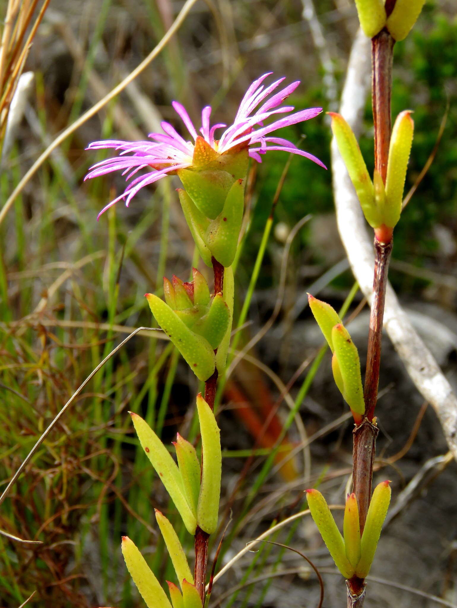 صورة Erepsia bracteata (Ait.) Schwant.