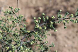 Image of Asparagus capensis L.