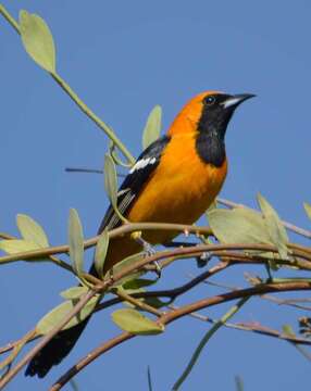 Image of Hooded Oriole