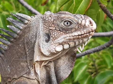 Image de Iguane des Petites Antilles