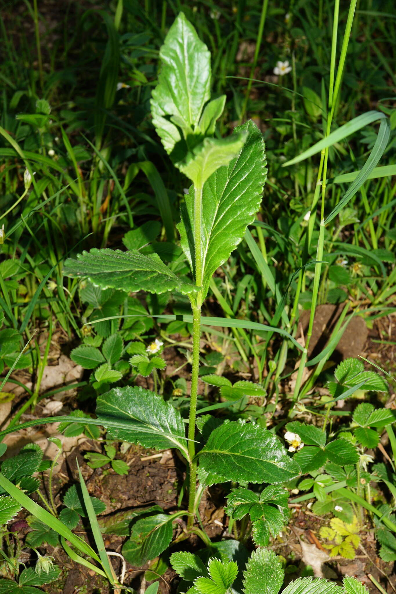 Sivun Veronica orchidea Crantz kuva