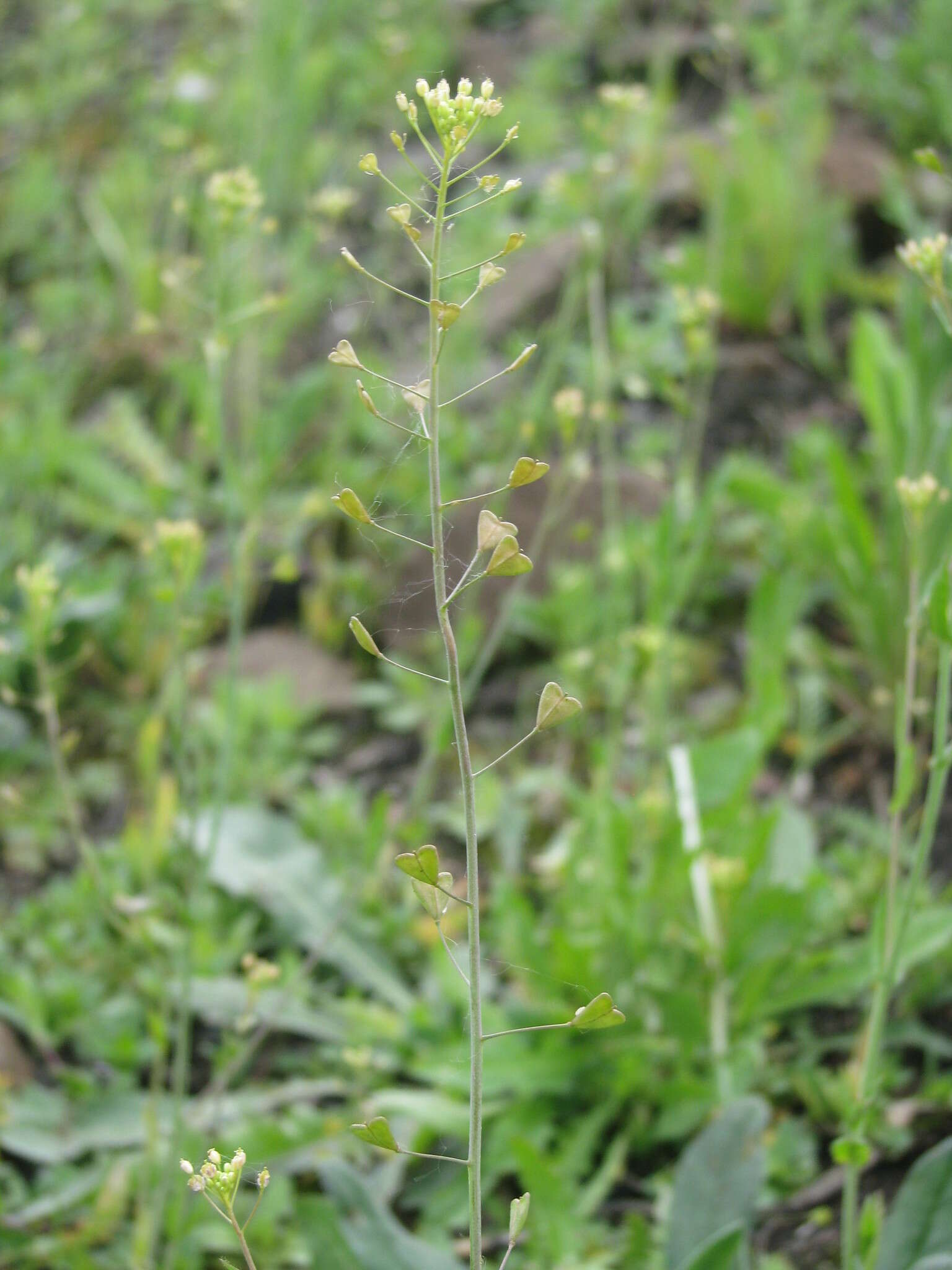 Image of Capsella orientalis Klokov